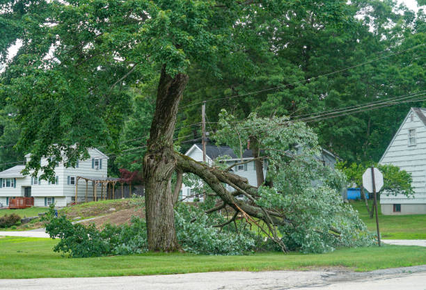 Best Tree Care Services  in Seven Oaks, SC